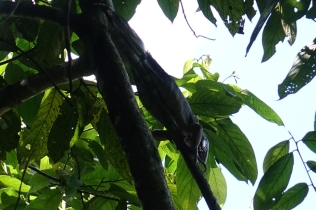 Tiens un Iguane, c'est surprenant de le voir tout en haut de l'arbre
