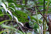 Un colibri qui se repose (il était vraiment loin)