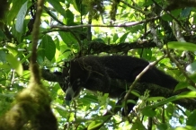 Un Coati dans un arbre