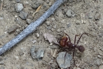 Une fourmi qui n a pas l air commode