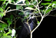 Les araignées travaillent la nuit