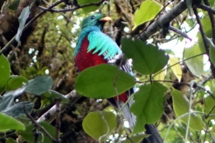 Le Quetzal, c'est un magnifique oiseau