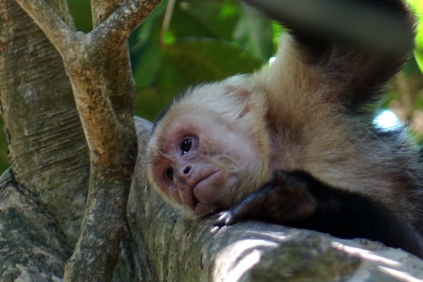 Un singe capucin, il doit réfléchir à son prochain larçin