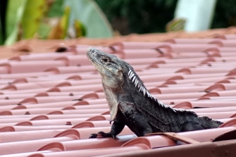 Un iguane sur un toit de tole, ca fait du vacarme