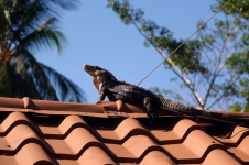 Cet iguane semble aimer ce toit