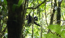 Un singe-capucin, ils se déplacait vraiment rapidement