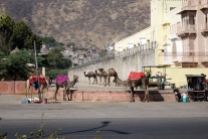 Des dromadaires, il n'y a pas de chameaux en Indes